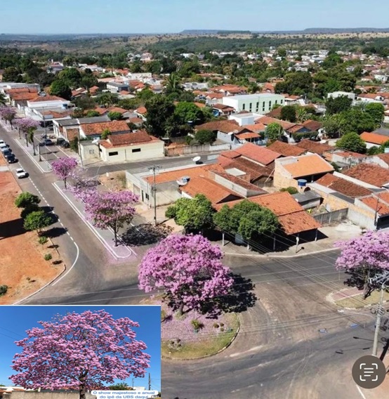 Guiratinga e o show dos ipês roxos que embelezam a cidade nesta época do ano. Avenida Rio branco e proximidades do Ginásio Redondo.