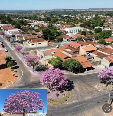 Guiratinga e o show dos ipês roxos que embelezam a cidade nesta época do ano. Avenida Rio branco e proximidades do Ginásio Redondo.
